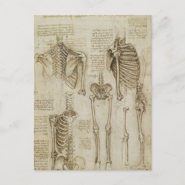 Da Vinci's Human Skeleton Anatomy Sketches Vykort (Framsida)