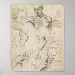 Da Vinci's Ytliga anatomi vid bogen Poster