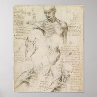 Da Vinci's Ytliga anatomi vid bogen Poster