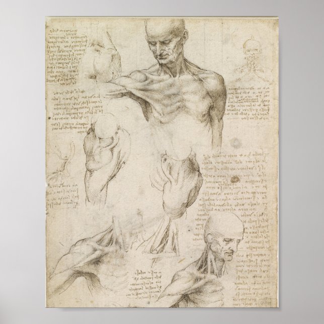Da Vinci's Ytliga anatomi vid bogen Poster (Framsidan)