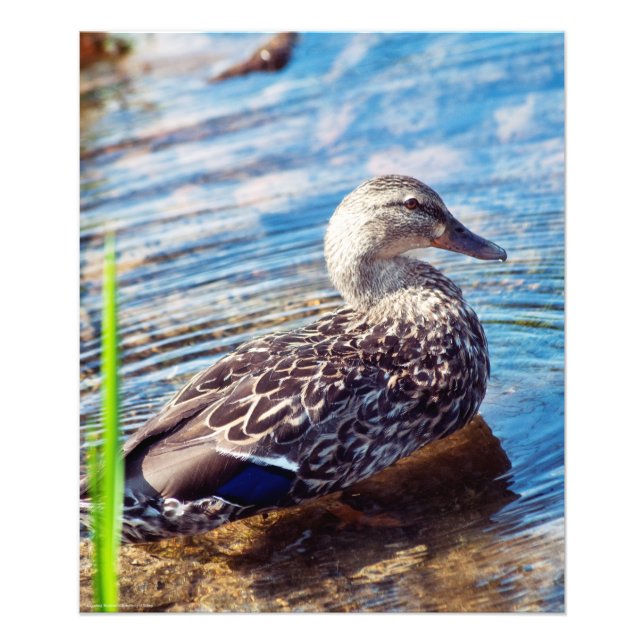 Dabbling Ripples Fototryck (Framsidan)