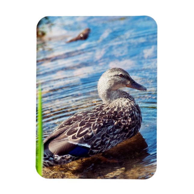 Dabbling Ripples Magnet (Vertikal)