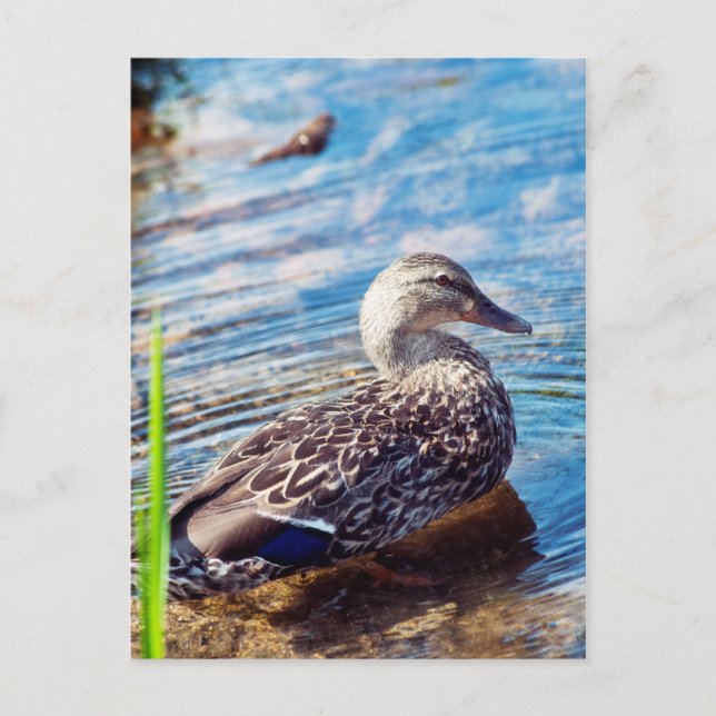 Dabbling Ripples Vykort (Framsida)