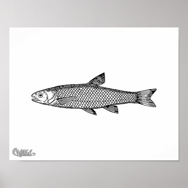 Dace Poster (Framsidan)