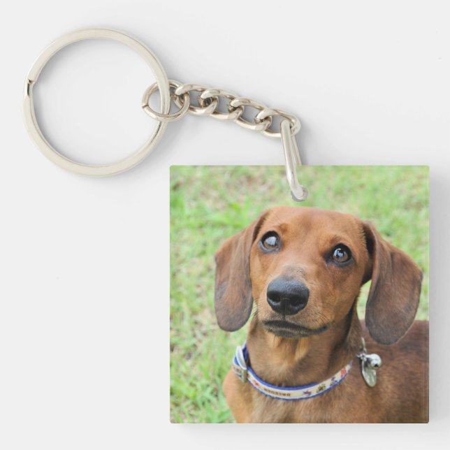 Dachshund (Framsidan)