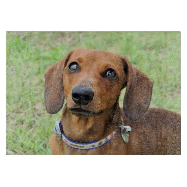Dachshund (Framsidan)