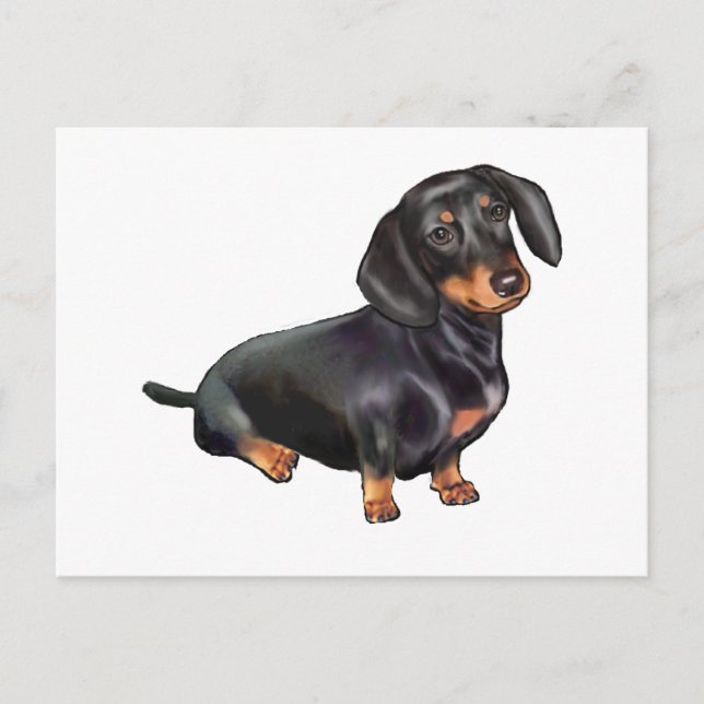 Dachshund (A) - Black and Tan Vykort (Framsida)