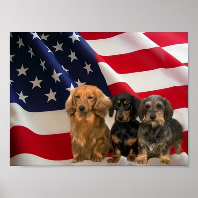 Dachshund America Poster (Framsidan)