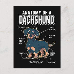 Dachshund Anatomy Rolig hund Vykort