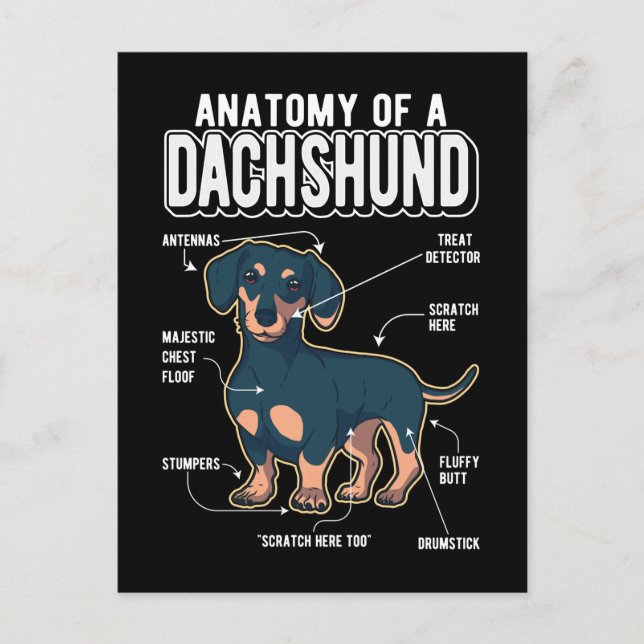 Dachshund Anatomy Rolig hund Vykort (Framsida)