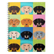 Dachshund