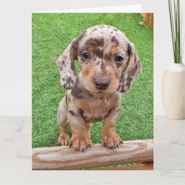 Dachshund Birthday-kort Kort (Framsida)
