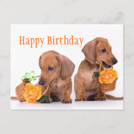 Dachshund Birthday Vykort