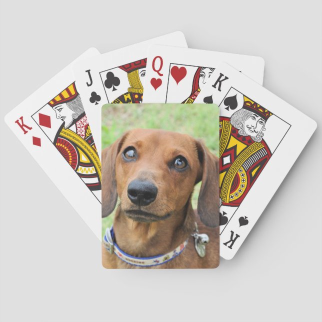 Dachshund Casinokort (Baksidan)
