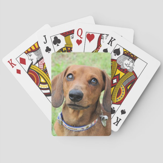 Dachshund Casinokort (Baksidan)