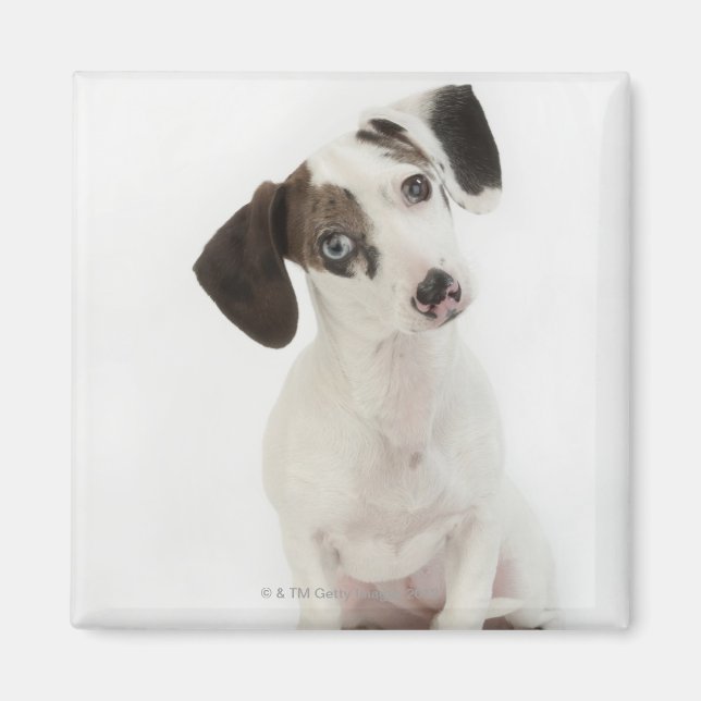 Dachshund/Chihuahua honvalg Magnet (Framsidan)