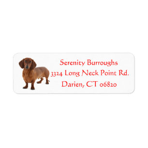Dachshund Chocolate Brown Puppy Hund Red Returadress Etikett