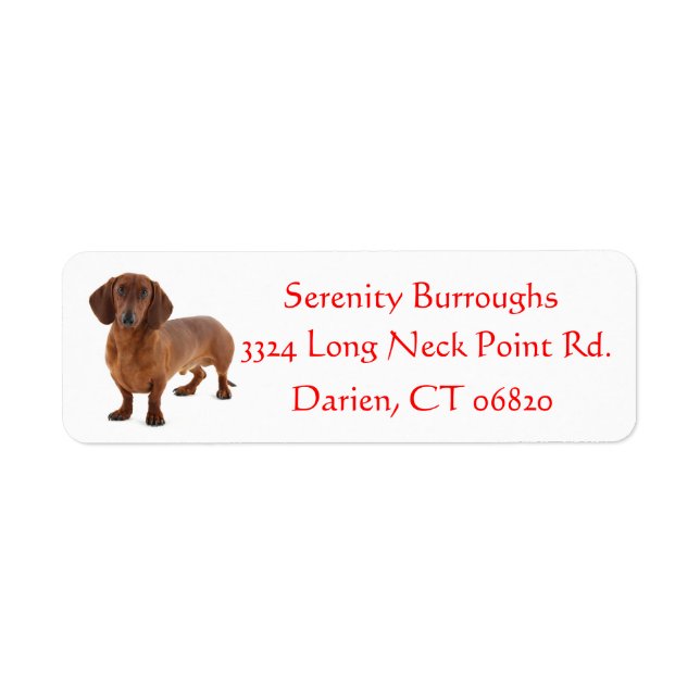 Dachshund Chocolate Brown Puppy Hund Red Returadress Etikett (Framsidan)