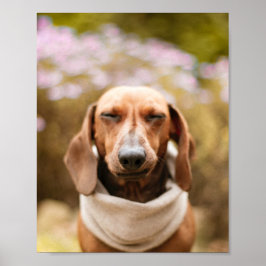 Dachshund | Cute hund stäng upp poster