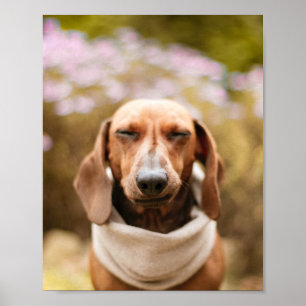 Dachshund   Cute hund stäng upp poster