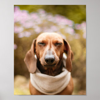 Dachshund | Cute hund stäng upp poster