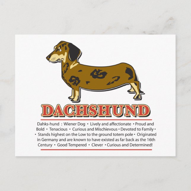 Dachshund Dictionary Vykort (Framsida)