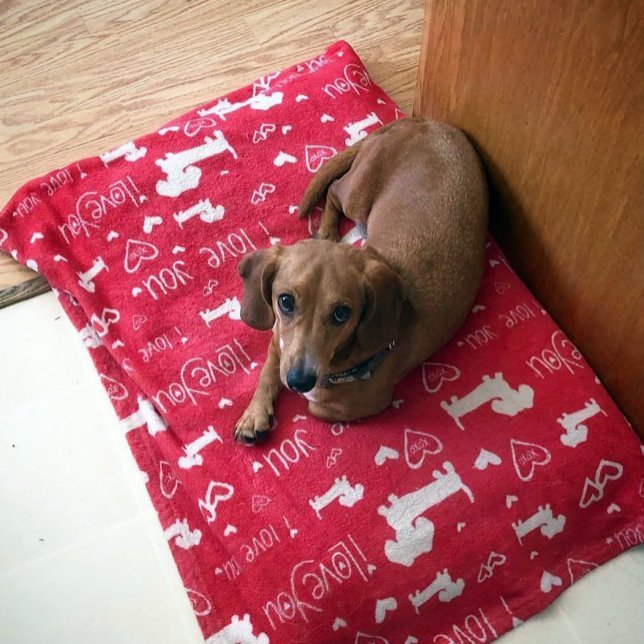 Dachshund Doxie I Kärlek, du hör Blanket Fleecefilt (Cute doodles of dachshunds and hearts.)