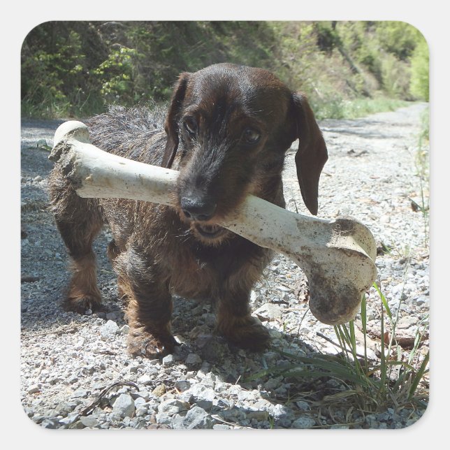 Dachshund Fyrkantigt Klistermärke (Framsida)