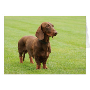 Dachshund Hälsningskort