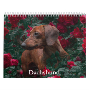 Dachshund Hund Calendar Kalender