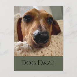 Dachshund Hund Dagar vykort