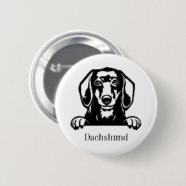 dachshund hund knapp