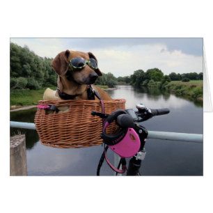 Dachshund Hund Riding i Bike Basket Funny Hälsningskort