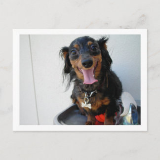 Dachshund i drickande fontän vykort