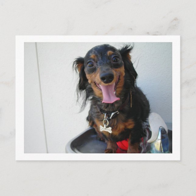 Dachshund i drickande fontän vykort (Framsida)