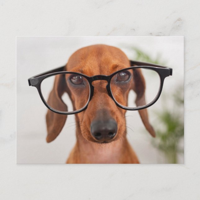 Dachshund i eyeglasses vykort (Framsida)