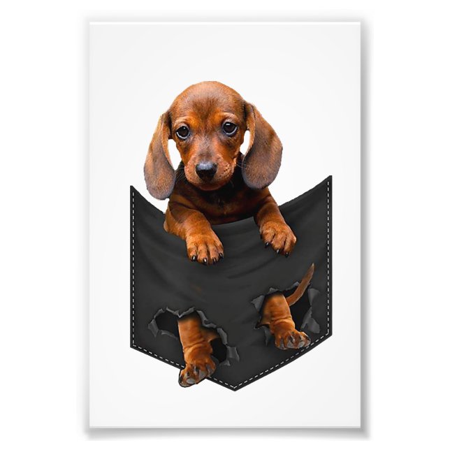 Dachshund i min Pocket Weiner Hund Fototryck (Framsidan)