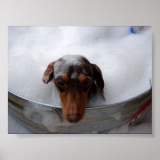 Dachshund i Tub Poster