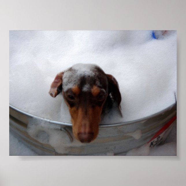 Dachshund i Tub Poster (Framsidan)