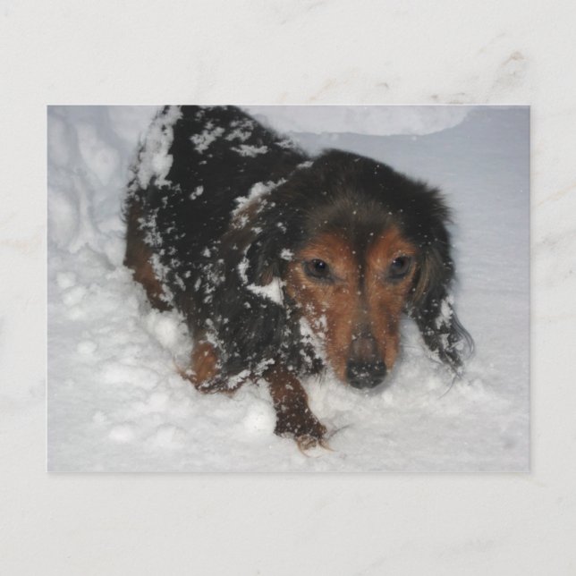 Dachshund i vykortet Snö Vykort (Framsida)