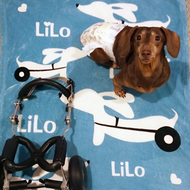 Dachshund IVDD-rullstol för hjuldoxier Fleecefilt (Wheelie dachshund gift - cozy personalized wheelchair cart blanket)