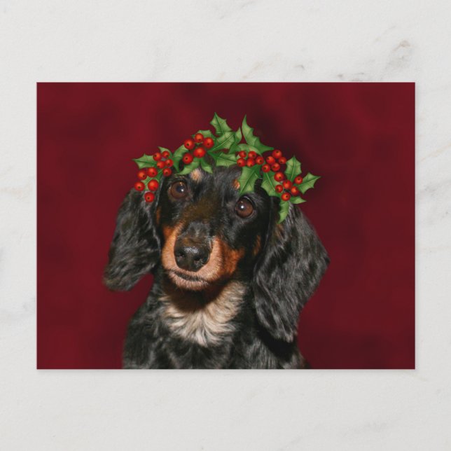 Dachshund jul helg vykort (Framsida)