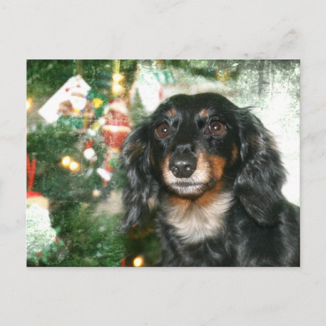 Dachshund jul helg vykort (Framsida)