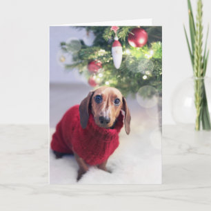 Dachshund - julkort helgkort
