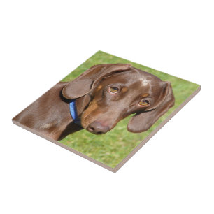 Dachshund kakelplatta