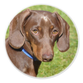 Dachshund Knopp