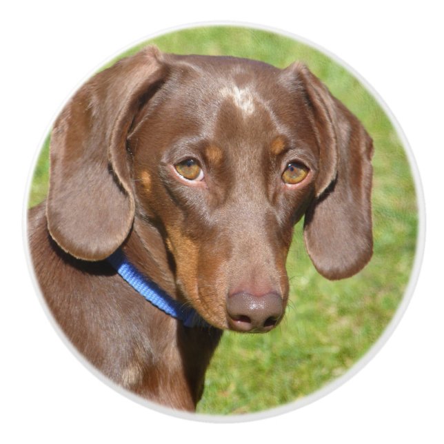 Dachshund Knopp (Framsidan)