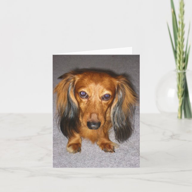 Dachshund Kort (Framsida)