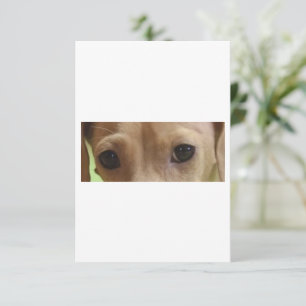 Dachshund kräm ögon tack kort