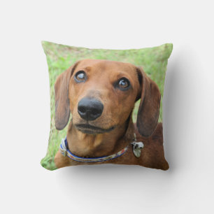 Dachshund Kudde